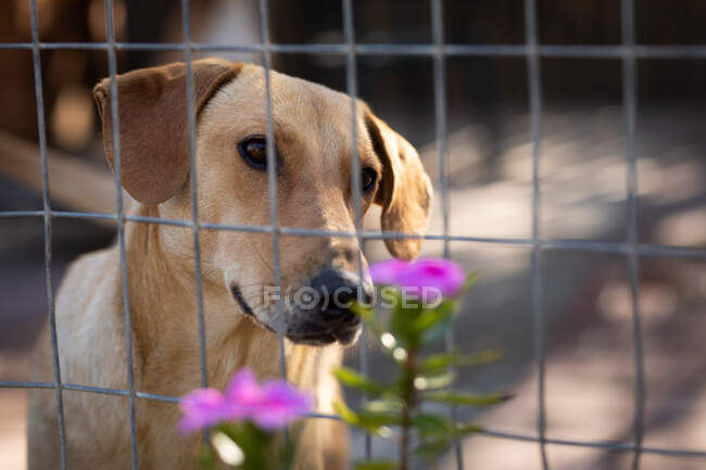Vista frontal de cerca de un perro abandonado rescatado en un refugio de animales, sentado en una jaula al sol con dos flores en primer plano. - foto de stock