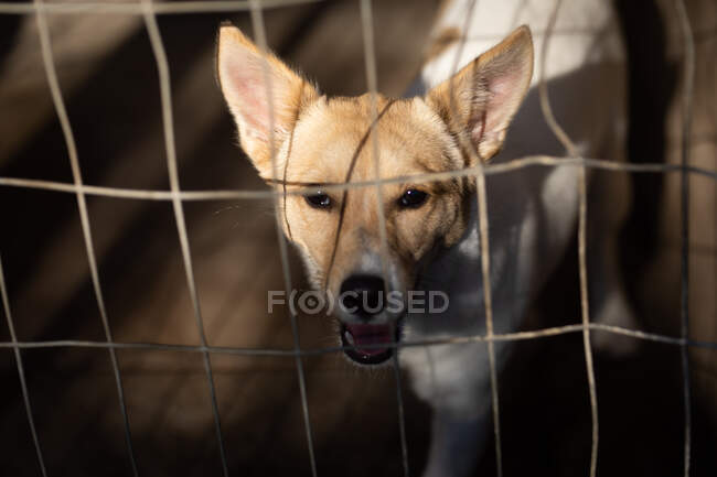 Vue de face gros plan d'un chien abandonné sauvé dans un abri pour animaux, debout dans une cage au soleil regardant droit devant la caméra. — Photo de stock