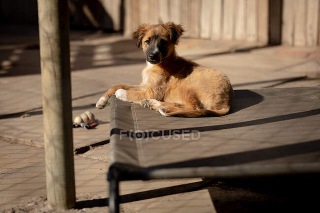 Vista frontal de un perro abandonado rescatado en un refugio de animales, sentado en una jaula bajo el sol mirando directamente a la cámara. - foto de stock