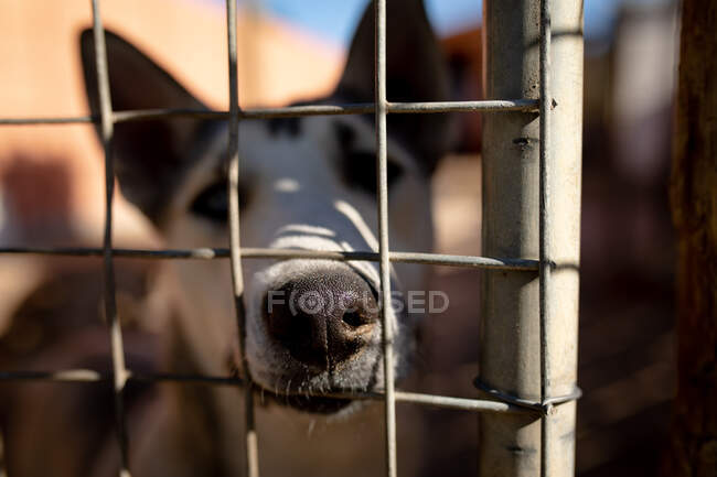 Vista frontale da vicino di un cane abbandonato salvato in un rifugio per animali, mettendo la museruola attraverso i fili in una gabbia e guardando dritto alla telecamera. — Foto stock