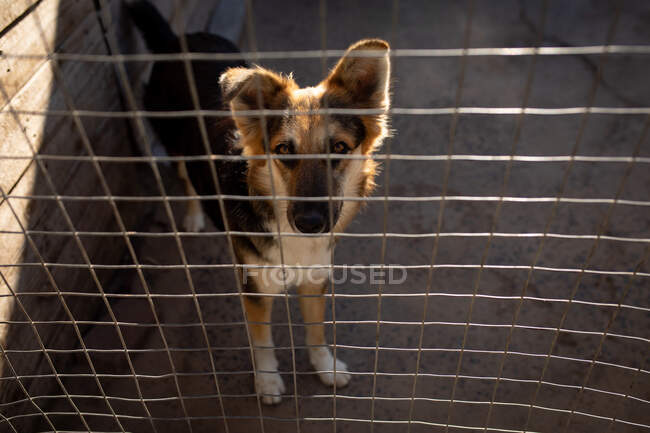 Vista frontal de ángulo alto de un perro abandonado rescatado en un refugio de animales, de pie en una jaula a la sombra y mirando directamente a la cámara. - foto de stock