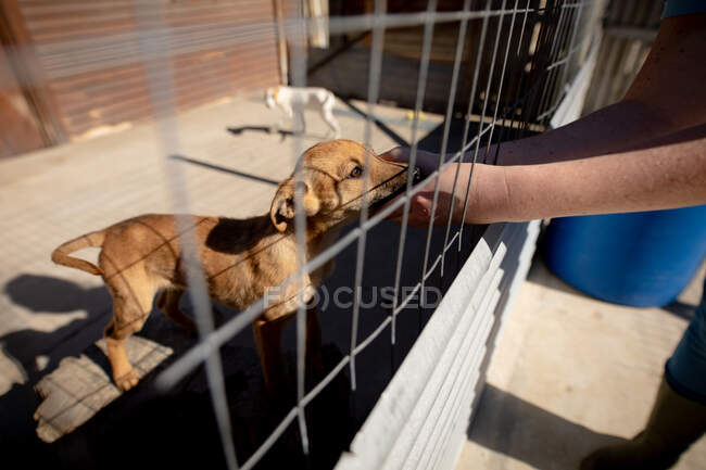 Vue latérale de la section médiane d'une bénévole dans un refuge pour animaux caressant un chien dans une cage pendant une journée ensoleillée. — Photo de stock