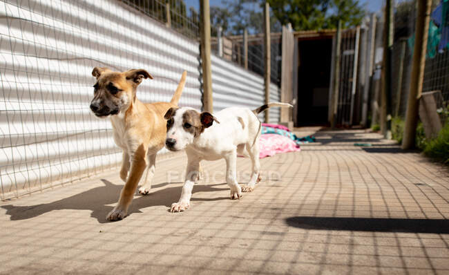 Vue de face de deux chiens abandonnés sauvés dans un refuge pour animaux, marchant ensemble à travers une cage. — Photo de stock