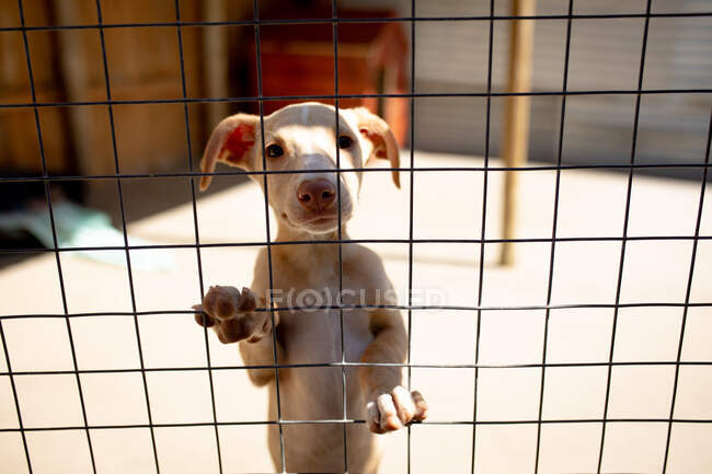 Вид спереди на спасенную брошенную собаку в приюте для животных, стоящую в клетке на солнце и смотрящую прямо в камеру. — стоковое фото
