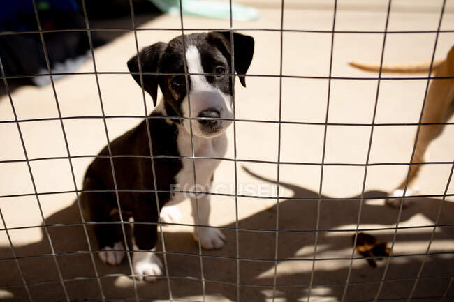 Vista frontal close-up de um cão abandonado resgatado em um abrigo de animais, sentado em uma gaiola ao sol olhando diretamente para a câmera. — Fotografia de Stock