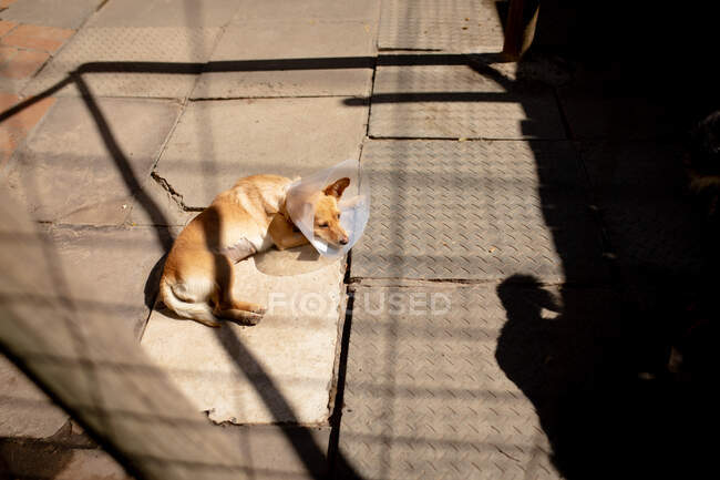 Vue en angle élevé d'un chien abandonné sauvé portant un collier de vétérinaire dans un abri pour animaux, couché dans une cage au soleil. — Photo de stock