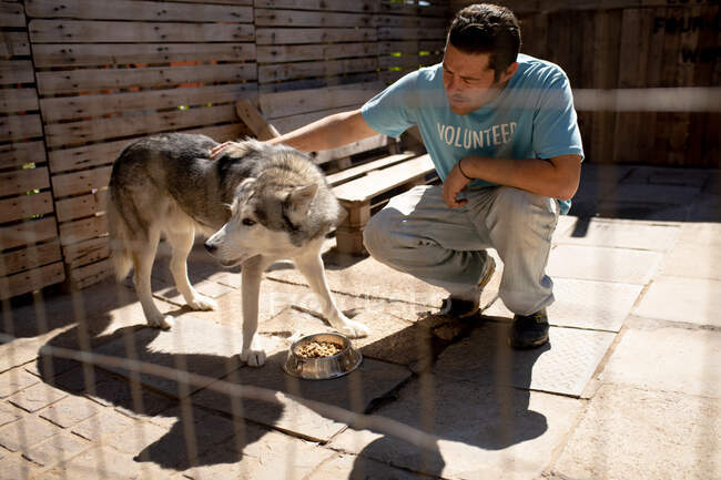 Вид добровольца-мужчины в синей форме в приюте для животных, ласкающего спасенную собаку, пока кормишь её. — стоковое фото