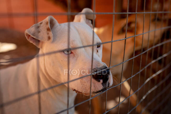 Vista frontal de cerca de un perro abandonado rescatado en un refugio de animales, sentado en una jaula con otro perro de pie en el fondo. - foto de stock