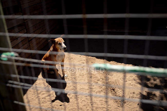 Vista frontal de ángulo alto de un perro abandonado rescatado en un refugio de animales, sentado en una jaula en un día soleado. - foto de stock