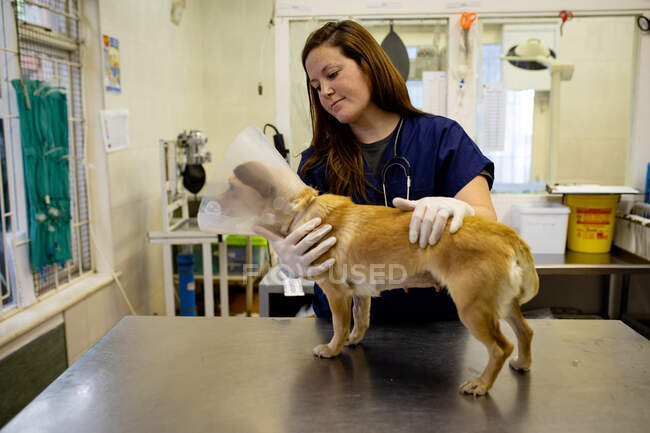 Front view of a female vet wearing blue scrubs and surgical gloves, examining a dog wearing a vet collar at veterinary surgery. — Stock Photo