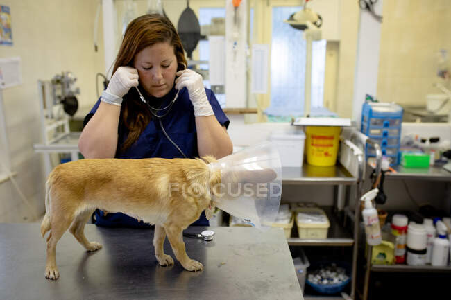 Vista frontal de una mujer veterinaria con uniformes azules y guantes quirúrgicos, examinando a un perro con un collar veterinario con un estetoscopio en cirugía veterinaria. - foto de stock