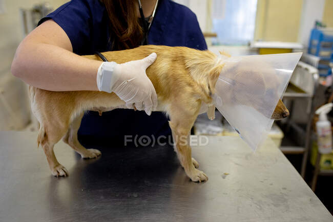 Vista frontal de la sección central de una mujer veterinaria que usa uniformes azules y guantes quirúrgicos, examinando a un perro que usa un collar veterinario en cirugía veterinaria. - foto de stock