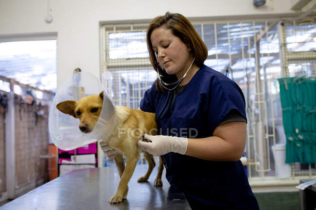 Vista frontale di una veterinaria che indossa scrub blu e guanti chirurgici, esaminando un cane che indossa un collare veterinario con uno stetoscopio in chirurgia veterinaria. — Foto stock