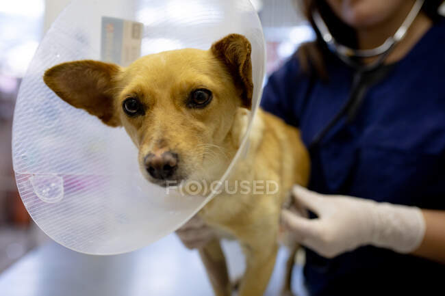 Front view close up of a female vet wearing blue scrubs and surgical gloves, examining a dog wearing a vet collar with a stethoscope at veterinary surgery. — Stock Photo