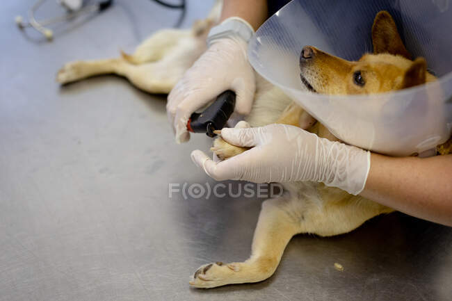 Vista laterale metà sezione di una veterinaria che indossa camici blu e guanti chirurgici, tagliando artigli di un cane che indossa un collare veterinario in chirurgia veterinaria. — Foto stock