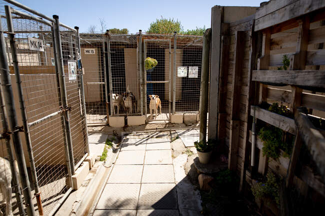Вид спереди на троих спасенных брошенных собак в приюте для животных, стоящих у ворот клетки в солнечный день. — стоковое фото