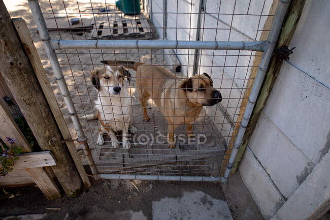 Front high angle view of two rescued abandoned dogs in an animal shelter, standing by the gate of a cage on a sunny day. — Stock Photo