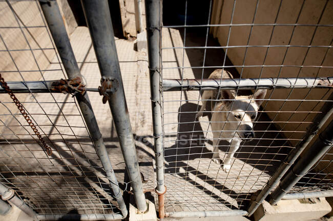 Вид спереди на спасенную брошенную собаку в приюте для животных, стоящую в клетке в солнечный день. — стоковое фото