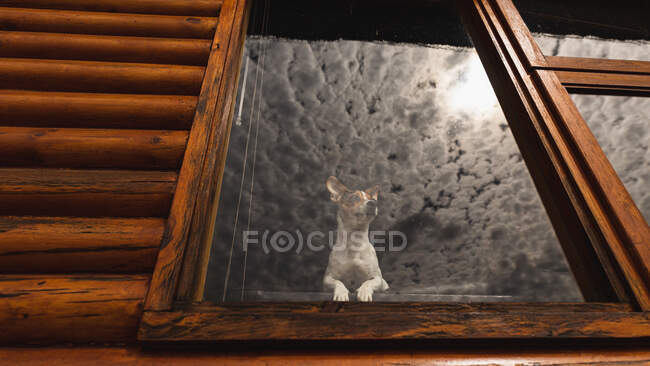 Low angle front view of a puppy standing in a window in a cabin, looking through the window, with the clouds reflecting on a glass — Stock Photo