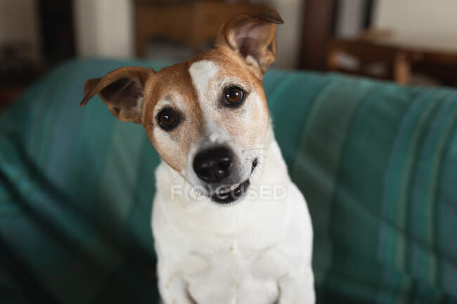 Front view of a cute pet dog sitting on the sofa in a living room and looking up at camera — Stock Photo