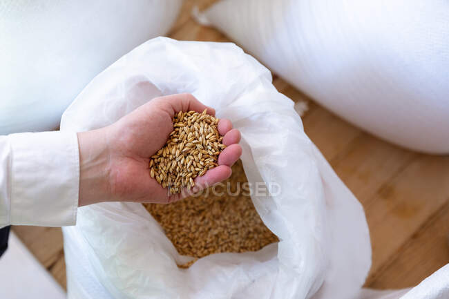 Close up mid section view of man working in a microbrewery, holding malt in hand over a bag. — Stock Photo