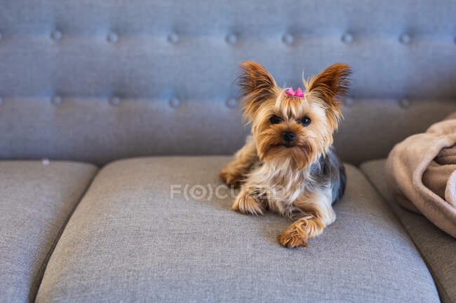 A Yorkshire Terrier dog wearing a pink bow, lying on a grey sofa and looking straight into a camera while social distancing and self isolation in quarantine lockdown during coronavirus covid 19 epidemic. — Stock Photo