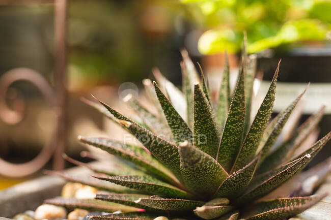 Close up of a green succulent with long leaves in sunlight, placed in a sunny garden — Stock Photo