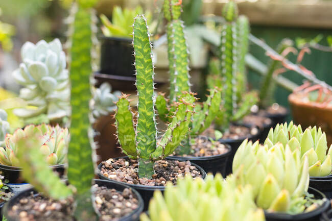 Gros plan de divers succulents verts dans des pots en plastique au soleil, placés dans un jardin ensoleillé — Photo de stock