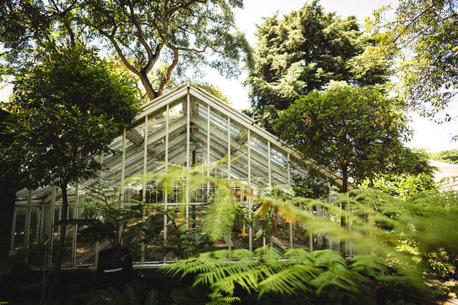 A greenhouse with various plant inside it, surrounded by trees, placed in a sunny garden, with a green plant in the foreground — Stock Photo