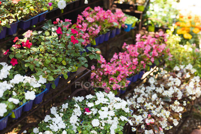 Primer plano de varias flores blancas y rosadas en macetas de plástico a la luz del sol y la sombra, colocadas en un jardín soleado - foto de stock