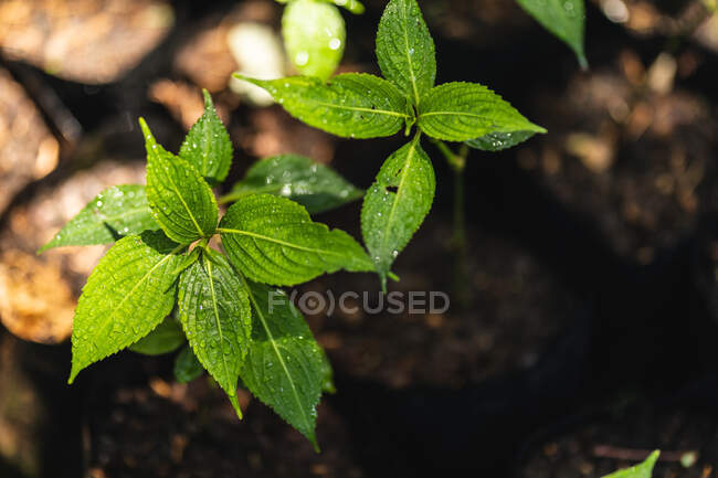 Primer plano de las hojas verdes de una planta en macetas de plástico a la luz del sol y la sombra, colocadas en un jardín soleado - foto de stock
