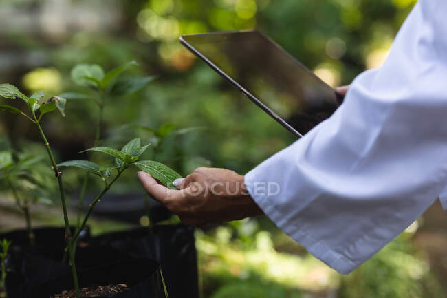 Sección media primer plano de la mujer con el pelo largo y castaño usando una bata de laboratorio, caminando en un jardín soleado, tocando las hojas de las plantas y usando una tableta - foto de stock