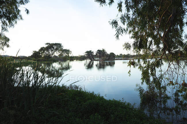 Чудовий пейзаж ставка на полі для гольфу, вранці, з деревами, що падають у воду — стокове фото