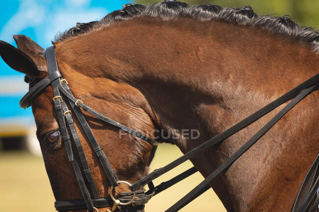 Vista da vicino di una testa di cavallo di castagno con una briglia e una criniera intrecciata, preparata per una gara di dressage una giornata di sole. — Foto stock