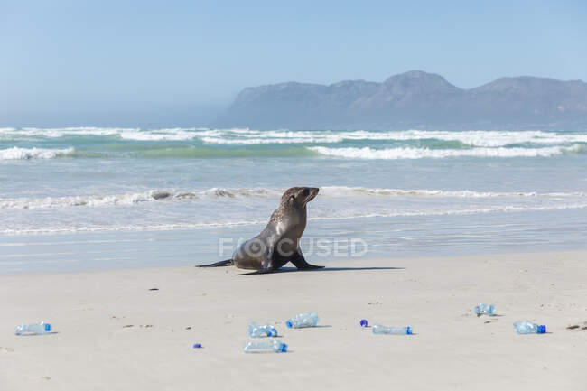 Close up of a wild seal lying on the beach by the sea on a sunny day with many bottles on sand. — Stock Photo