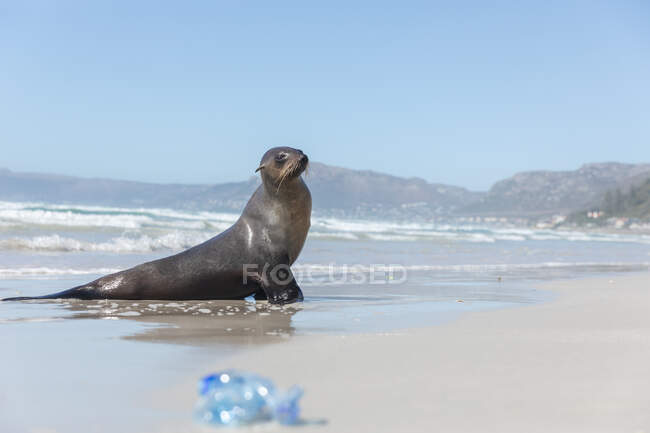Закрытие дикого тюленя, лежащего на пляже у моря в солнечный день с бутылкой на песке. — стоковое фото