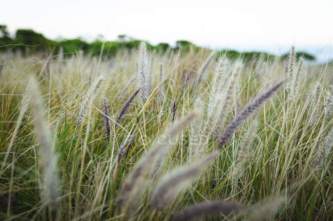 Красивое изображение пшеницы, растущей на горном поле, с дующим ветром и зеленым лесом на фоне. — стоковое фото