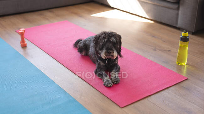 Cane sdraiato su un karimata yoga in un soggiorno. guardando la macchina fotografica con curiosità. — Foto stock