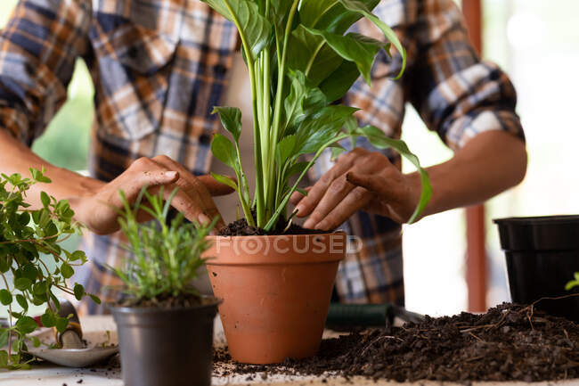 Посередині кавказької жінки полюють на рослини вдома. Перебуваючи вдома в ізоляції під час карантину.. — стокове фото