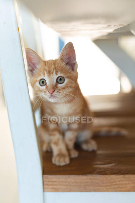 Милый маленький рыжий котенок, стоящий на полу дома. Оставаться дома в изоляции во время карантинной изоляции. — стоковое фото