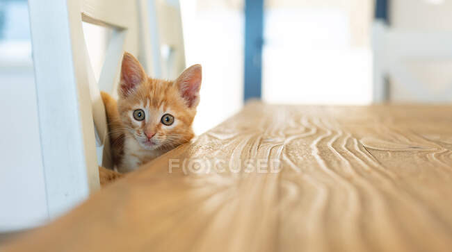 Cute little ginger kitten standing by table at home. Staying at home in self isolation during quarantine lockdown. — Stock Photo