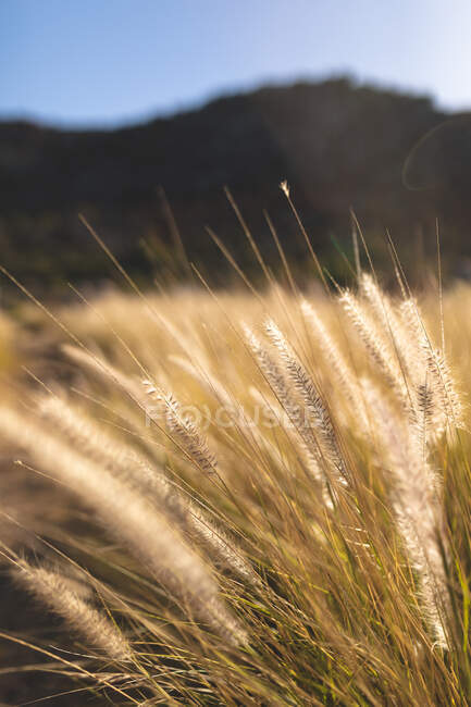 Gros plan d'herbe haute au soleil en montagne. beauté dans la nature pendant l'heure d'été, tranquillité dans un endroit pittoresque relaxant. — Photo de stock