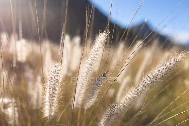 Close up of tall grass in sunlight in mountain countryside. beauty in nature during summer time, tranquility in relaxing scenic location. — Stock Photo
