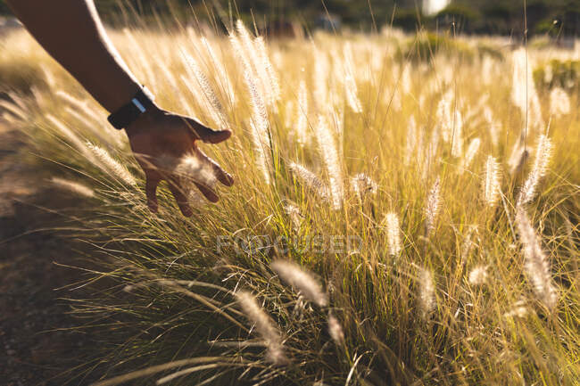 Gros plan d'herbe haute en plein soleil dans la campagne montagneuse avec main afro-américaine. beauté dans la nature pendant l'heure d'été, tranquillité dans un endroit pittoresque relaxant. — Photo de stock