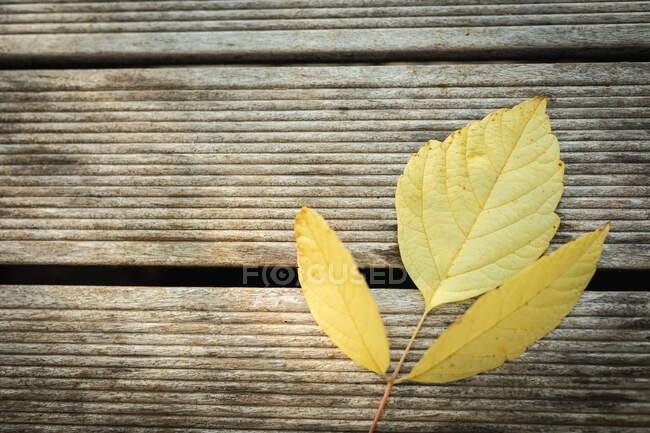 Primer plano de hoja amarilla caída sobre superficie de madera de terraza. naturaleza y concepto de otoño. - foto de stock