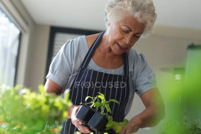 Mixed race senior woman gardening in living room. staying at home in isolation during quarantine lockdown. — Stock Photo