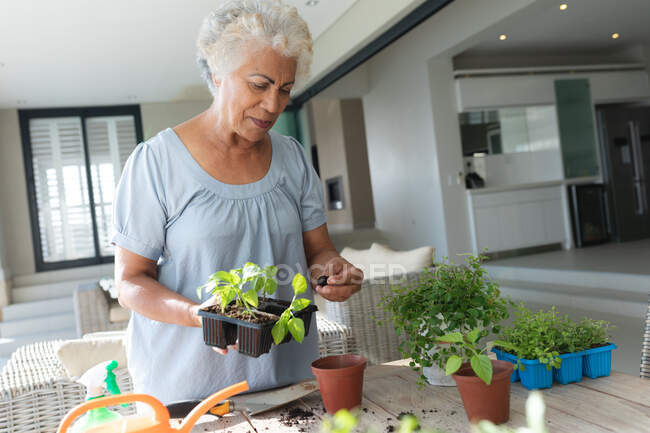Raça mista seniores jardinagem na sala de estar. ficar em casa em isolamento durante o confinamento de quarentena. — Fotografia de Stock