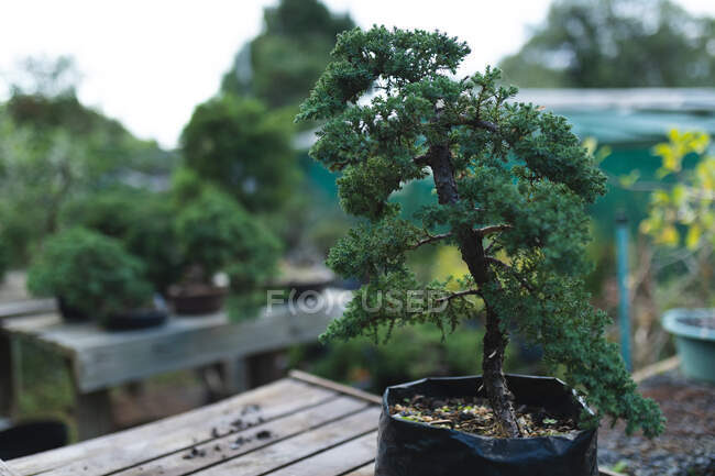 Bonsai tree seedling in growing in pot at garden centre. — Stock Photo