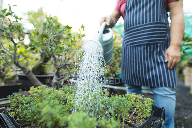 Midsection of male gardener watering plants at garden centre. specialist working at bonsai plant nursery, independent horticulture business. — Stock Photo