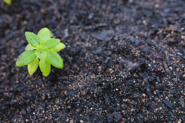 Little seedling planted in ground at garden centre. specialist bonsai plant nursery, independent horticulture business. — Stock Photo